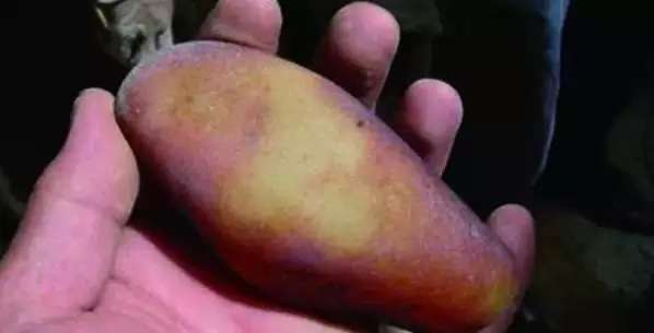 漲知識，玉也能騙人！照玉手電筒照出真相